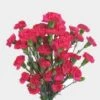 Hot Pink Mini Carnation Flower -Flower Plants Sales 2024 00180C Mini Carnations Hot Pink