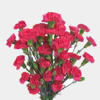 Hot Pink Mini Carnation Flower 3 Hot Pink Mini Carnation Flower