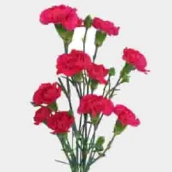 Hot Pink Mini Carnation Flower 5 Hot Pink Mini Carnation Flower -Flower Plants Sales 2024 00180E Mini Carnations Hot Pink