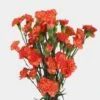 Orange Mini Carnation Flowers -Flower Plants Sales 2024 00181C Mini Carnations Orange