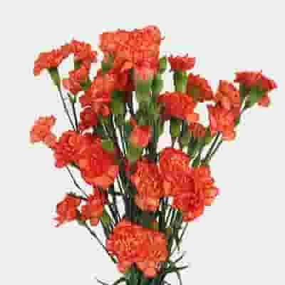Orange Mini Carnation Flowers 3 Orange Mini Carnation Flowers