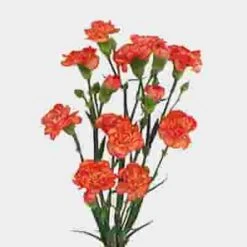 Orange Mini Carnation Flowers 5 Orange Mini Carnation Flowers -Flower Plants Sales 2024 00181D Mini Carnations Orange