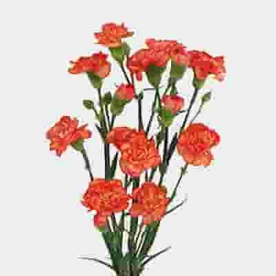 Orange Mini Carnation Flowers 4 Orange Mini Carnation Flowers - Image 2