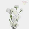 White Mini Carnations Flowers -Flower Plants Sales 2024 00182C Mini Carnations White