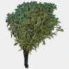Pittosporum Nigra Variegated Greenery -Flower Plants Sales 2024 00185A Pittosporum Nigra Variegated