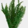 Sword Fern Greenery -Flower Plants Sales 2024 00192 Sword Fern