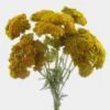 Yarrow Flower -Flower Plants Sales 2024 00201A Yarrow Flower
