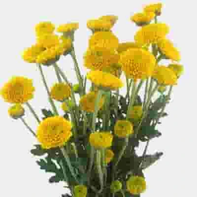 Pompon Button Yellow Flowers 3 Pompon Button Yellow Flowers