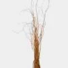 Curly Willow Tips