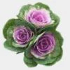 Kale Pink -Flower Plants Sales 2024 00237C Kale Pink