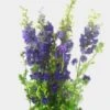 Purple Larkspur Flower -Flower Plants Sales 2024 00267A Purple Larkspur Flower