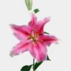 Lily Sorbonne Rose Pink -Flower Plants Sales 2024 00270 Lily Oriental Sorbonne Rose Pink