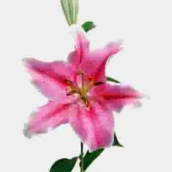 Lily Sorbonne Rose Pink