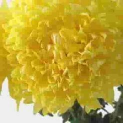 Football Mum Yellow Flower -Flower Plants Sales 2024 00274D Football Mum Yellow Flower