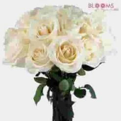 Rose Vendela Cream 60cm -Flower Plants Sales 2024 00288B Rose Vendela Cream 60cm
