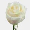 Rose Vendela Cream 60cm 1 Rose Vendela Cream 60cm -Flower Plants Sales 2024 00288C Rose Vendela Cream 60cm