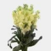 Stock Cream Flower 1 Stock Cream Flower -Flower Plants Sales 2024 00290A Stock Cream