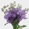 Stock Lavender Flowers 1 Stock Lavender Flowers -Flower Plants Sales 2024 00291A Stock Lavender Flowers