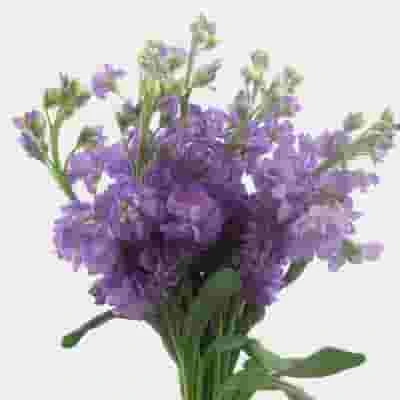 Stock Lavender Flowers 3 Stock Lavender Flowers