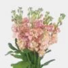 Stock Pink Flowers -Flower Plants Sales 2024 00293A Stock Pink Flowers