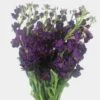 Stock Purple Flowers -Flower Plants Sales 2024 00294A Stock Purple Flowers