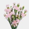 Mini Carnations Pink Flowers