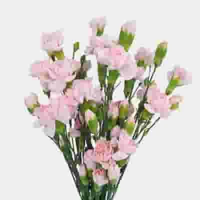 Mini Carnations Pink Flowers 3 Mini Carnations Pink Flowers