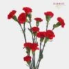 Red Mini Carnation Flowers 1 Red Mini Carnation Flowers -Flower Plants Sales 2024 00346A Mini Carnations Red