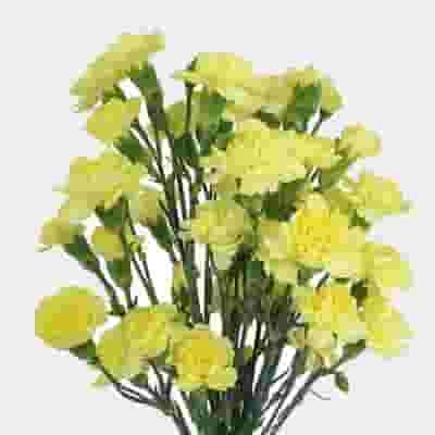 Yellow Mini Carnation Flowers 3 Yellow Mini Carnation Flowers