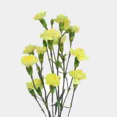 Yellow Mini Carnation Flowers 4 Yellow Mini Carnation Flowers - Image 2