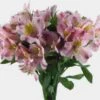 Pink Alstroemeria Flower 1 Pink Alstroemeria Flower -Flower Plants Sales 2024 00352D Alstroemeria Pink