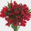 Red Alstroemeria Flowers -Flower Plants Sales 2024 00353B Alstroemeria Red