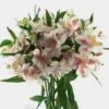 White Alstroemeria Flower -Flower Plants Sales 2024 00354B Alstroemeria White