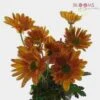Pompon Daisy Bronze Flowers -Flower Plants Sales 2024 00356 Pompon Daisy Bronze