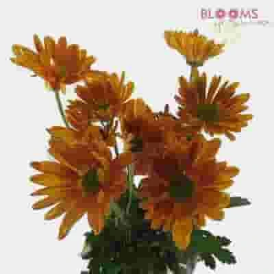 Pompon Daisy Bronze Flowers 3 Pompon Daisy Bronze Flowers