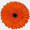 Gerbera Daisy Orange -Flower Plants Sales 2024 00360C Gerbera Daisy Orange