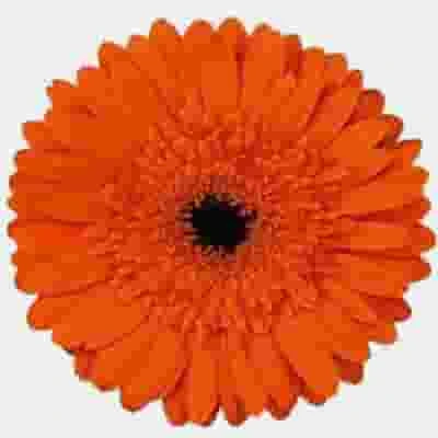 Gerbera Daisy Orange 3 Gerbera Daisy Orange