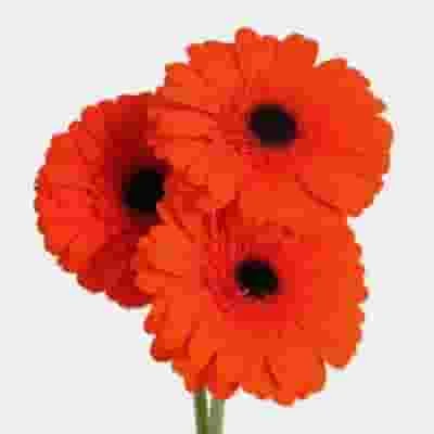 Gerbera Daisy Orange 4 Gerbera Daisy Orange - Image 2