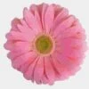 Gerbera Daisy Pink -Flower Plants Sales 2024 00362C Gerbera Daisy Pink