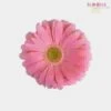 Mini Gerbera Daisy Pink Flower -Flower Plants Sales 2024 00363A Mini Gerbera Daisy Pink