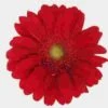 Gerbera Daisy Red