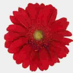 Gerbera Daisy Red