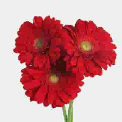 Gerbera Daisy Red 4 Gerbera Daisy Red - Image 2