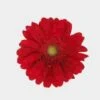 Mini Gerbera Daisy Red Flowers -Flower Plants Sales 2024 00365B Mini Gerbera Daisy Red Flowers