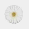 Mini Gerbera Daisy White Flowers -Flower Plants Sales 2024 00367B Mini Gerbera Daisy White Flowers