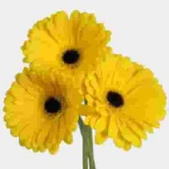 Gerbera Daisy Yellow -Flower Plants Sales 2024 00368D Gerbera Daisy Yellow