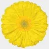 Gerbera Daisy Yellow -Flower Plants Sales 2024 00368E Gerbera Daisy Yellow