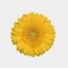 Mini Gerbera Daisy Yellow Flowers 2 Mini Gerbera Daisy Yellow Flowers -Flower Plants Sales 2024 00369B Mini Gerbera Daisy Yellow Flowers