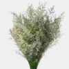 Limonium White Flowers 1 Limonium White Flowers -Flower Plants Sales 2024 00371B Limonium White Flowers