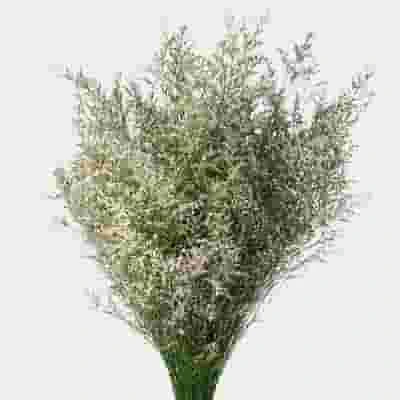 Limonium White Flowers 3 Limonium White Flowers